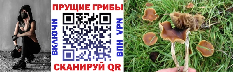 Псилоцибиновые грибы Psilocybe  мориарти формула  Северск 